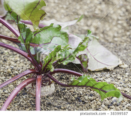 在田間種植的甜菜 38399587