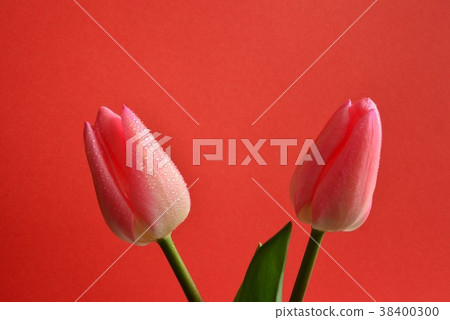 鬱金香 鬱金香 38400300