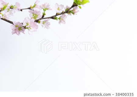 Sakura white back 38400335