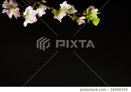 櫻花黑背 38400345