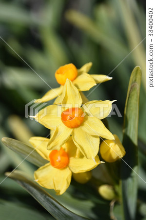 Kizuysen (Yellow Daffodils) Kizuysen (Yellow Daffodils) 38400402