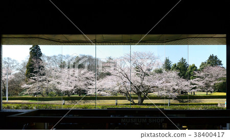 Somei Yoshino 23 38400417