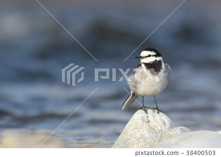 川原的“Hakusekirei” 38400503