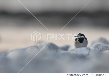 "Hawkesekirei" that lives in Kawahara in the evening 38400548