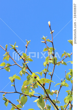 Handkerchief flower buds and blue sky 38400697