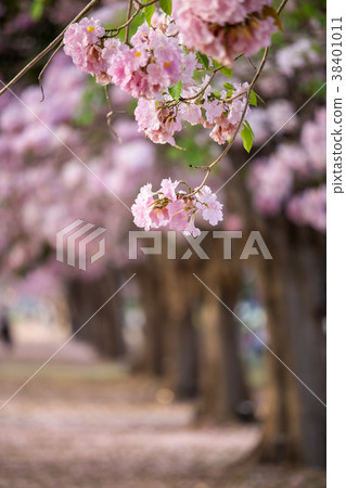Tabebuia rosea blossom 38401011