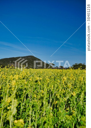 藍天和黃色強姦領域 藍天和黃色強姦領域 38401216