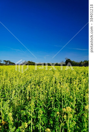 藍天和黃色強姦領域 藍天和黃色強姦領域 38401218