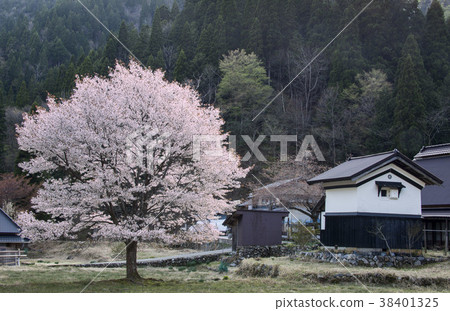 櫻花和倉庫的風景 - 2在Keihoku地區失去了春天的景觀 櫻花和倉庫的風景 - 2在Keihoku地區失去了春天的景觀 38401325