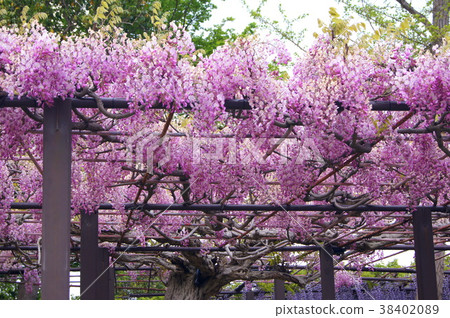 Aka Fuji: famous Joh-oji Temple in Kumano Nagato (Shibata City) 38402089