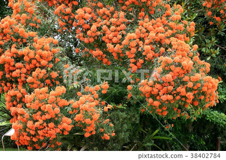 Eucalyptus flower cam orange 38402784