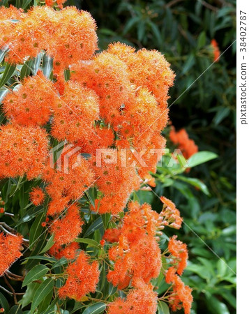 Eucalyptus flower cam orange 38402787