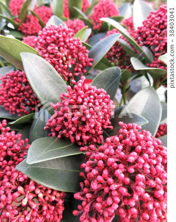 Skimia Red Doar 38403041