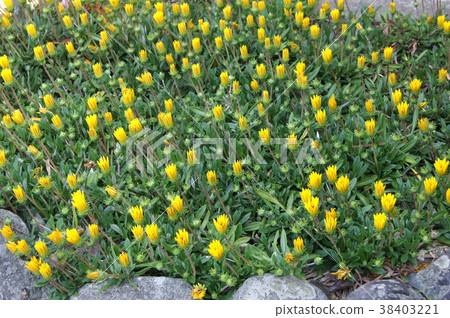 Morning, Gazania before flowering (night is closed) 38403221