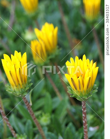 Morning, Gazania before flowering (night is closed) Morning, Gazania before flowering (night is closed) 38403317