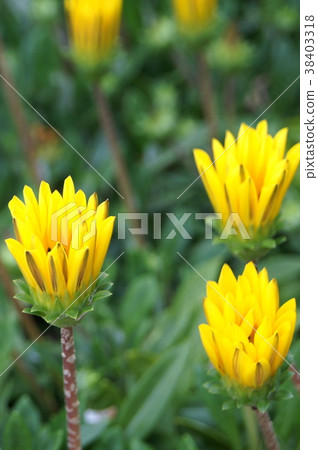 Morning, Gazania before flowering (night is closed) Morning, Gazania before flowering (night is closed) 38403318