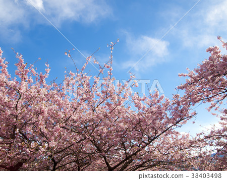 Kawazu cherry tree and blue sky 38403498