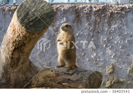 Prairie dog 38403541