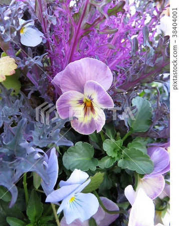 中提琴塗鴉 38404001