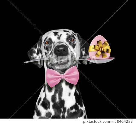 Cute dalmatian dog with spoon and easter egg 38404282