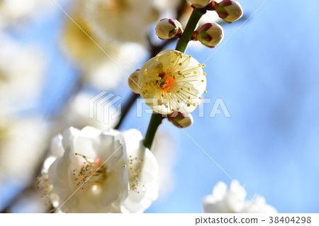 Plum blossom  38404298