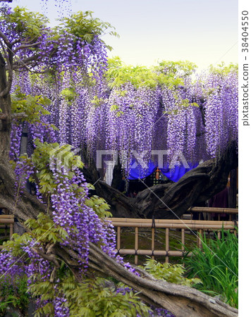 Kumano(Yuya)Nagato:Shibata City,Jyokkoji Kumano(Yuya)Nagato:Shibata City,Jyokkoji 38404550