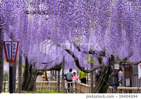 Kumano (Yuya) Nagato: Shibata City, Jyokkoji 38404894