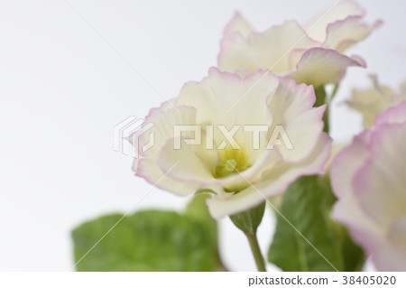 Primula Julian 38405020