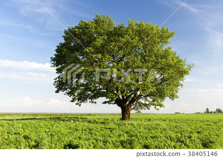 tall oak tree tall oak tree 38405146