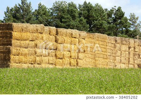 square stacks of straw square stacks of straw 38405202