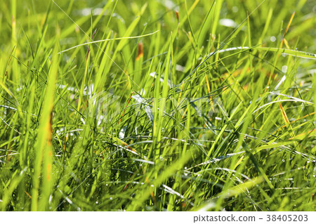 green different grass green different grass 38405203