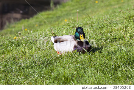 wild duck 38405208