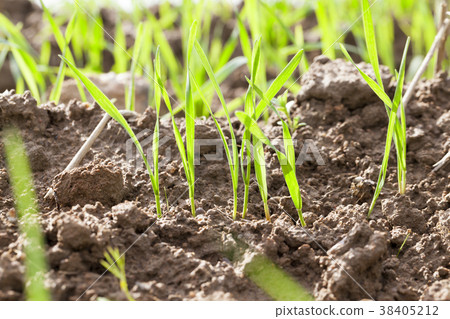 Sprouting crops 38405212