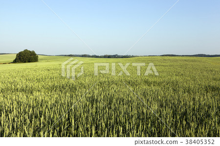 green wheat field 38405352