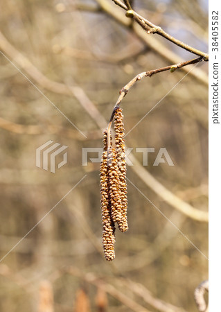 young branch of birch young branch of birch 38405582
