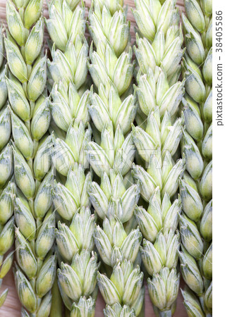 wheat ears 38405586