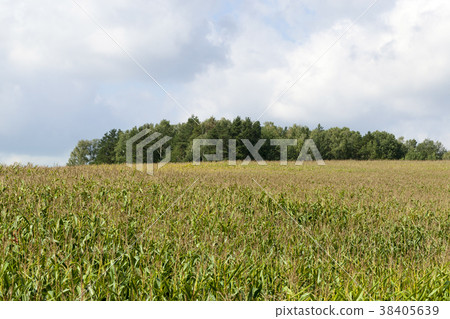 green field 38405639