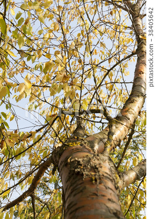 autumn season 38405642