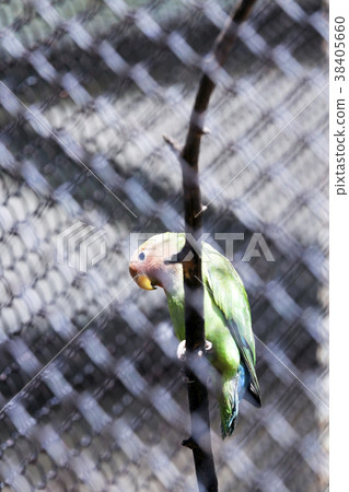 one parrots one parrots 38405660