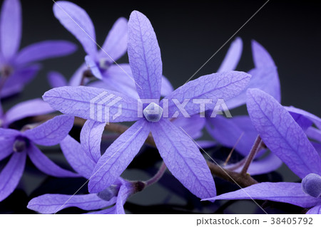 purple flowers background ( queen's wreath ) purple flowers background ( queen's wreath ) 38405792