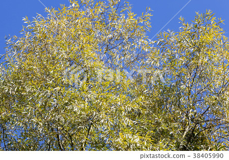 autumn foliage autumn foliage 38405990