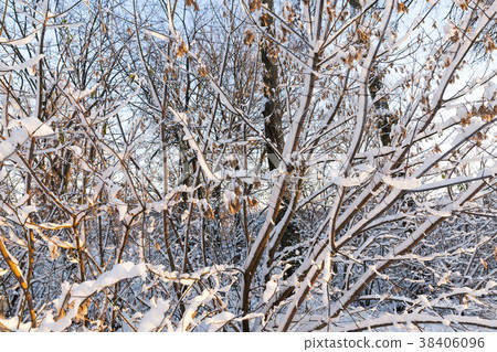 trees in the snow trees in the snow 38406096