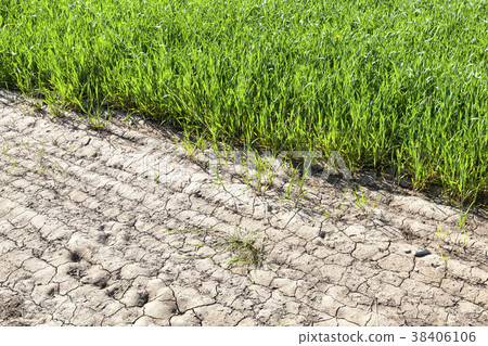 Cereals field 38406106