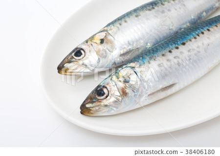 Sardine Sardine 38406180