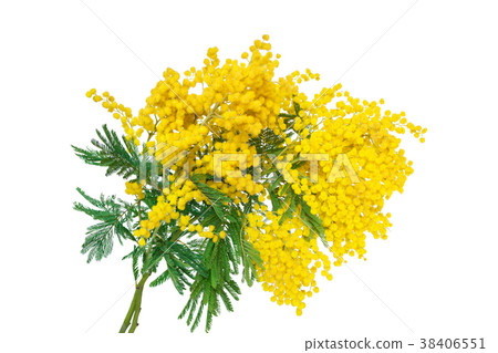 Mimosa flower blossom isolated on white background Mimosa flower blossom isolated on white background 38406551