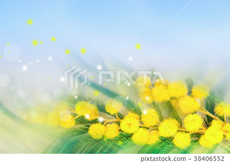 Blooming spring mimosa flowers over blue Blooming spring mimosa flowers over blue 38406552