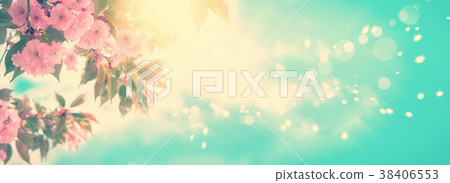 Sakura flower cherry blossom. 38406553