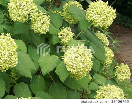 Annabelle fading Annabelle fading 38406739