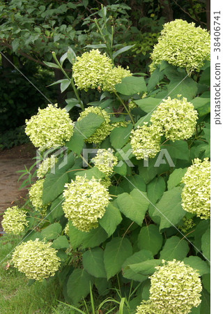 Annabelle fading Annabelle fading 38406741