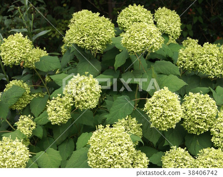 Annabelle fading Annabelle fading 38406742